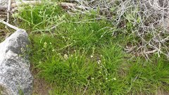 Pectocarya peninsularis