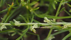 Pectocarya peninsularis