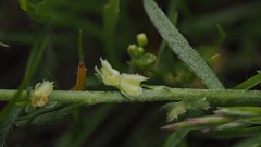 Pectocarya peninsularis