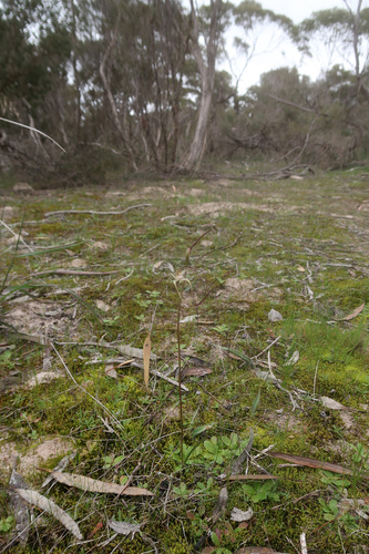 Image of Caladenia capillata by no rights reserved