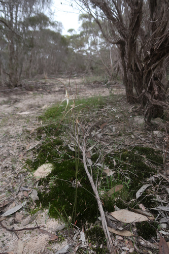 Image of Caladenia capillata by no rights reserved