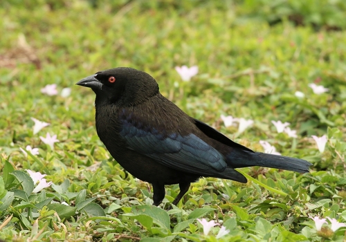 Bronzed Cowbird, Olympia Heights, FL, USA, photo 9 of 10