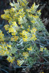 Tetradymia nuttallii