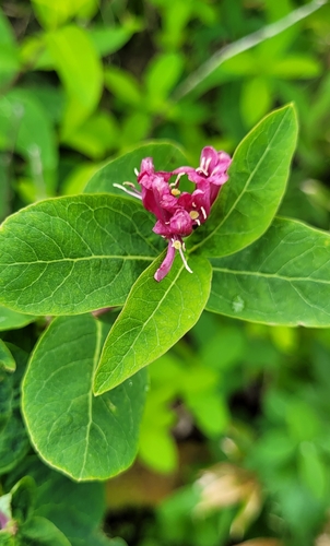 Image of Chamisso's honeysuckle by (c) Pavel Smirnov, some rights reserved (CC BY)