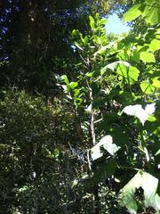 Elingamita johnsonii