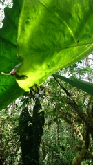 Pseudohaetera hypaesia