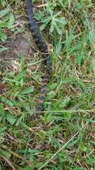 Erythrolamprus epinephalus