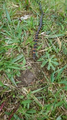 Erythrolamprus epinephalus