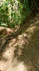 Anolis mariarum