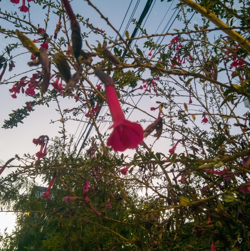 Image of Cantua buxifolia by (c) Luis Fernando Romero Cereceda, some rights reserved (CC BY)