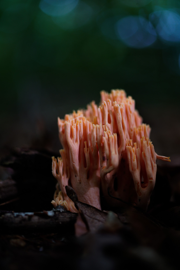 Ramaria sp. 'IN02'