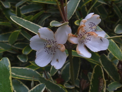 Eucryphia lucida