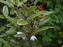 Eucryphia lucida