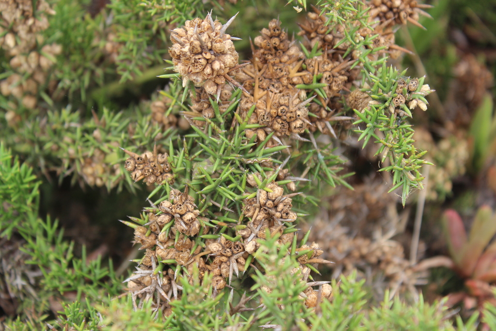 Colletia hystrix from Humedal de Mantagua, Quintero, Valparaíso, Chile ...