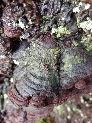 Porodaedalea