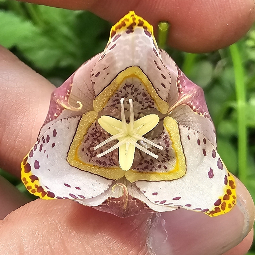 Tigridia meleagris