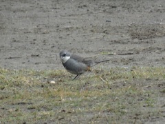 Diuca diuca chiloensis