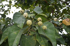 Hernandia nymphaeifolia
