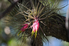 Tillandsia erubescens