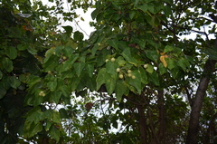 Hernandia nymphaeifolia