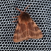 Chelis beanii - Photo (c) Nathan Earley,  זכויות יוצרים חלקיות (CC BY-NC), הועלה על ידי Nathan Earley