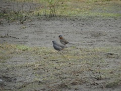 Diuca diuca chiloensis