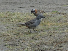 Diuca diuca chiloensis
