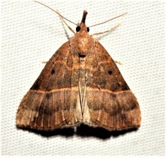 Hypena eductalis