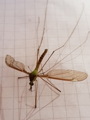 Leptotarsus albistigma