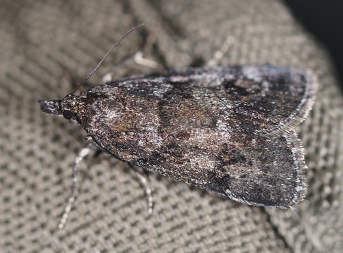 Gesneria centuriella (Denis & Schiffermüller), 1775