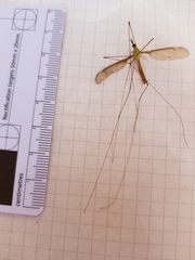 Leptotarsus albistigma