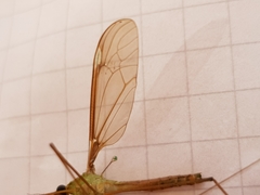 Leptotarsus albistigma