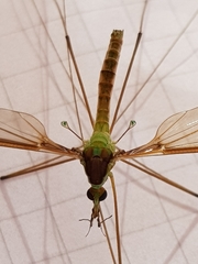 Leptotarsus albistigma