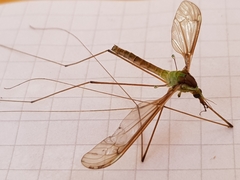 Leptotarsus albistigma