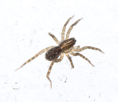 Zoicinae
