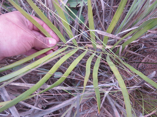 Image of Zamia Boliviana (Zamia boliviana) by (c) Vincent A. Vos, some rights reserved (CC BY)