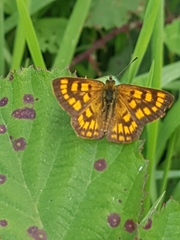 Lycaena enysii