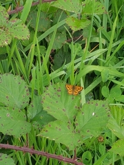 Lycaena enysii