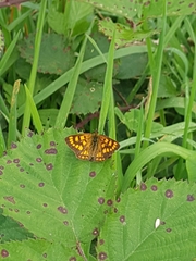 Lycaena enysii