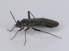 Orthocephalus saltator