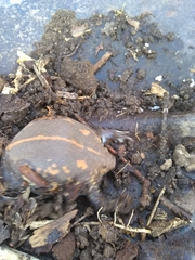 Rhinophrynus dorsalis