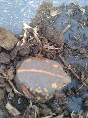 Rhinophrynus dorsalis