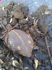 Rhinophrynus dorsalis