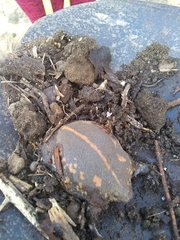 Rhinophrynus dorsalis