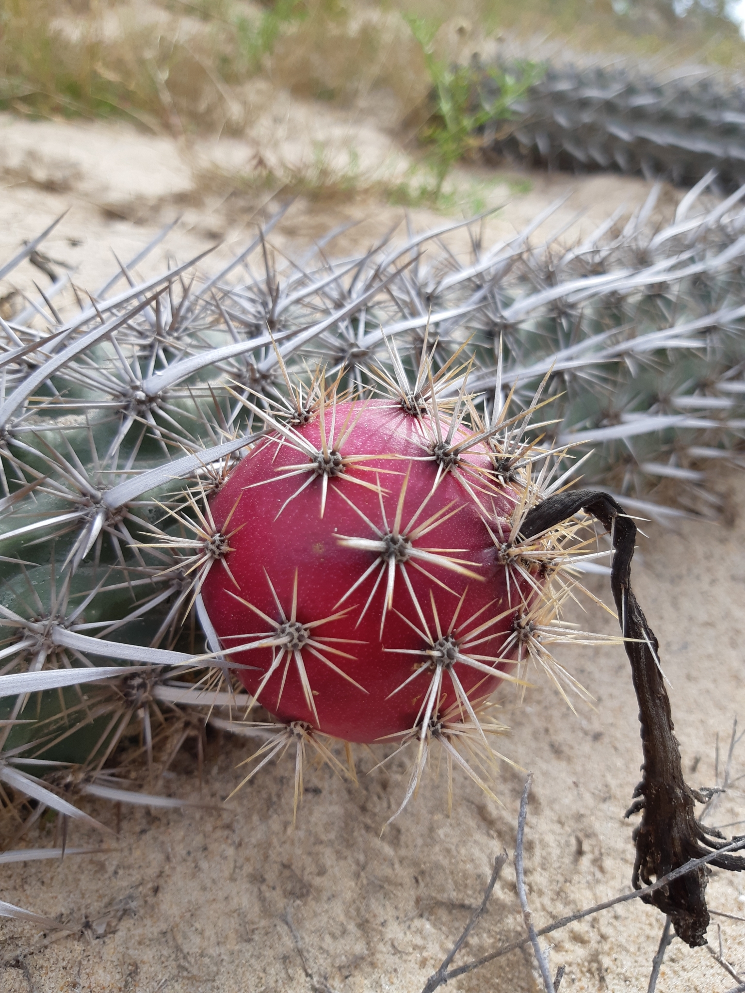 Creeping Devil (Stenocereus eruca) · iNaturalist