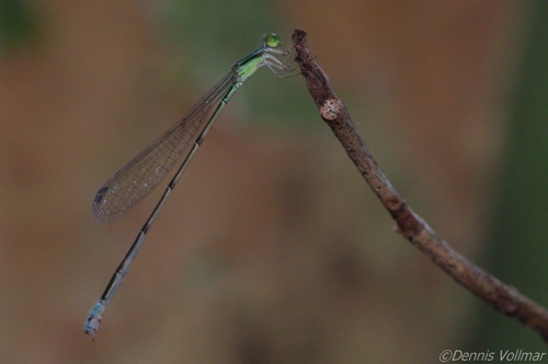 Lucifer Swampdamsel photo 5
