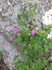 Scutellaria seleriana