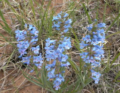 Penstemon angustifolius