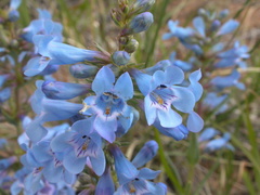 Penstemon angustifolius