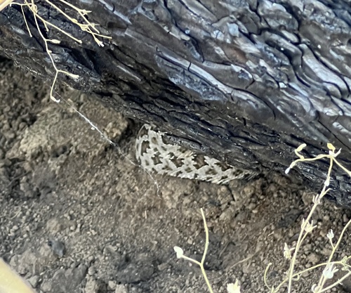 iNaturalist observation photo of Northern Pacific Rattlesnake